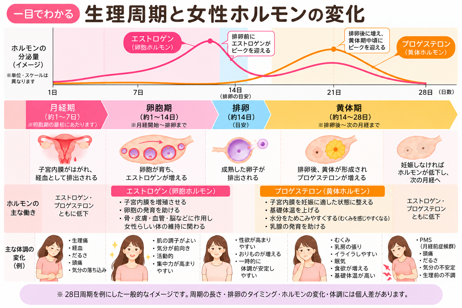 生理周期と女性ホルモン（エストロゲン・プロゲステロン）の変化の図解