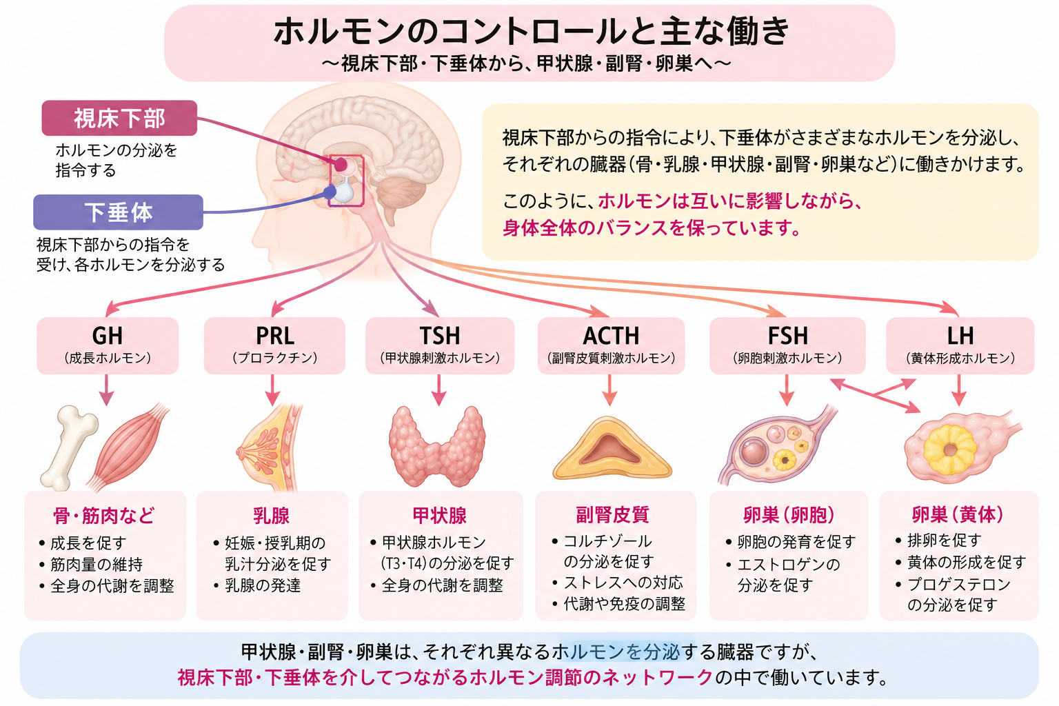 視床下部・下垂体を介した甲状腺・副腎・卵巣のホルモン調節の仕組み